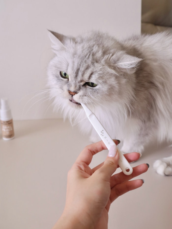 寵物天然軟毛牙刷